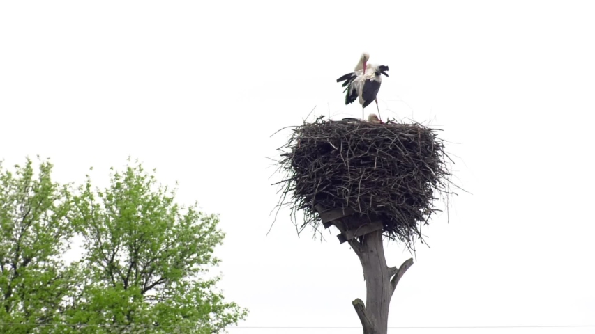 Beautiful white and black stork family standing on the nest with blue sky at spring or summer season. Soft focus.
 Royalty-Free Stock Footage #1031638163