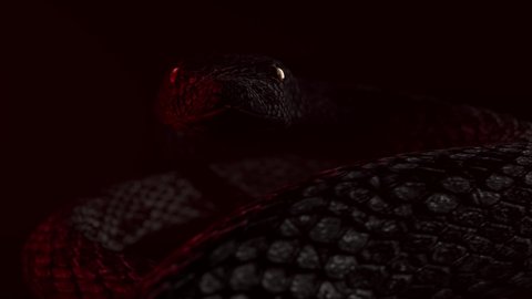 Black big snake crawling and attacks
