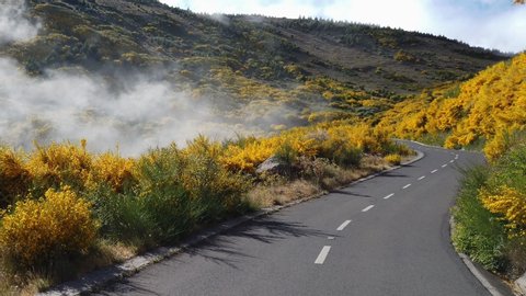 Point of view of a car progressing on an asphalt road between gorse flowers, Ulex europaeus, in Areeiro, Madeira island, Portugal	