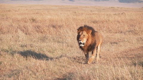 a 240p slow motion shot of a male lion approaching on a road of masai mara game reserve in kenya, africa