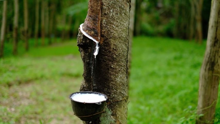 Fresh milky Latex flows from para rubber tree into a plastic bowl | Shutterstock HD Video #1031645495