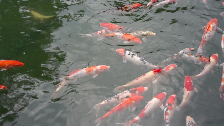 asian pond fish
