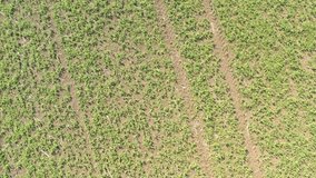 Green beans crop sprayed with herbicides  4K drone footage