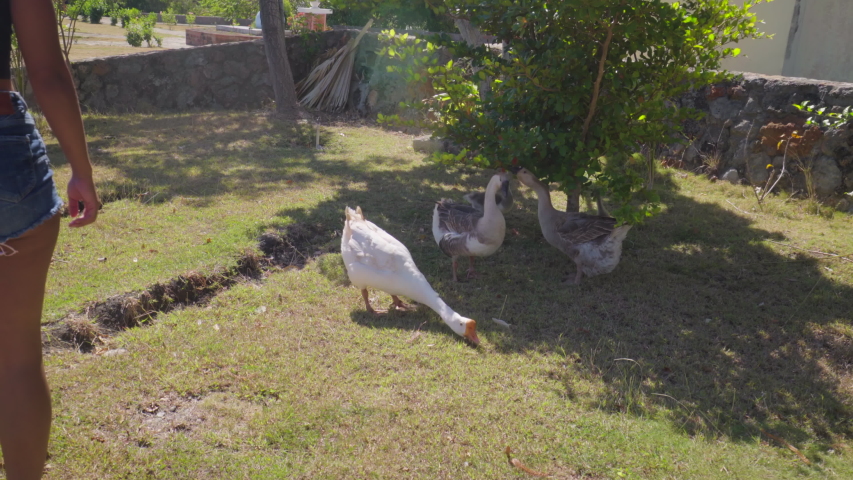  Young Woman Carefully Approaching Geese - Cayo Arena, Dominican Republic