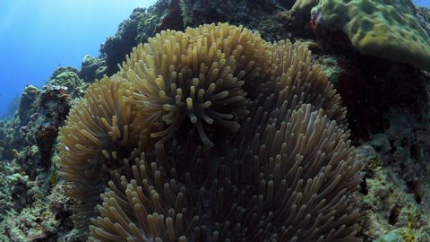 Close Up Anemone, Few Clown Fish, Zoom Out - Gili Islands, Bali