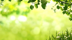 Sunny background with Natural branch with green leaves on the glade with chamomiles. Looped 4K motion graphic.