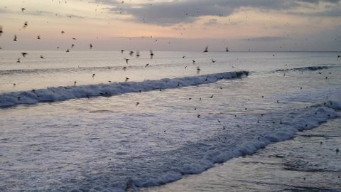 A huge flock of bats flies over the sea at sunset. Bali island, Indonesia.slow motion.