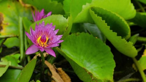water lily lotus pink color and the bee with close up view motion footage video clip