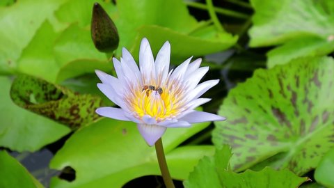 water lily white lotus flower and bee with close up view motion footage video clip