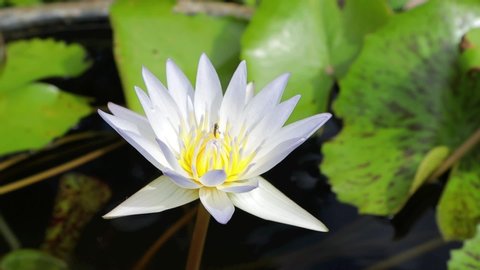 water lily white lotus flower and bee with close up view motion footage video clip