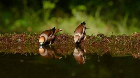 Hawfinch. Birds drink water