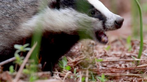 badger, meles meles, close footage of the mammal eating/moving surrounded by bracken within a forest in Scotland during June.