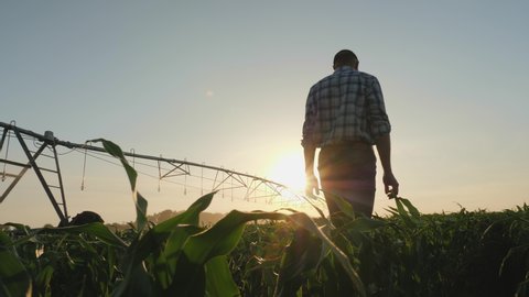 Rear view of a farmer, walking through a young corn field, inspecting the growth at sunset, in the background a circular irrigation system