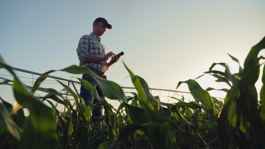 Young farmer working in a cornfield, inspecting and tuning irrigation center pivot sprinkler system on smartphone. Royalty-Free Stock Footage #1031679629