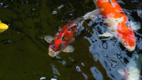 Beautiful koi fishes in a pond.