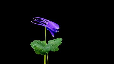 Time Lapse - Purple Columbine Aguilera Flower Blossoming - 4K