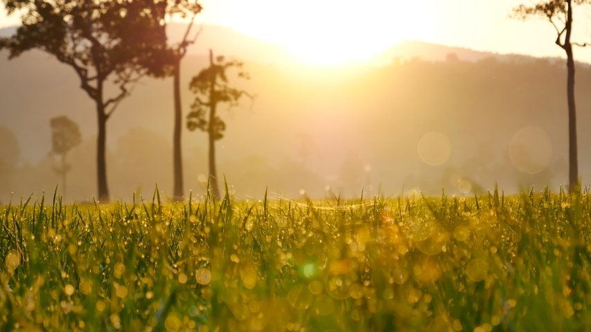 Tea plantation in Thailand Nature Videos | Creative Market