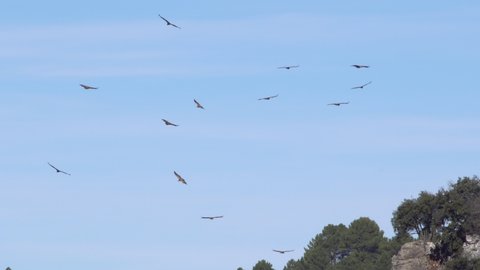 griffon vultures flying in a circle taking advantage of the thermal currents