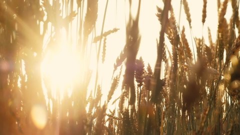 Agriculture and food production. Yellow field of rye or wheat spikelets. Sun flares