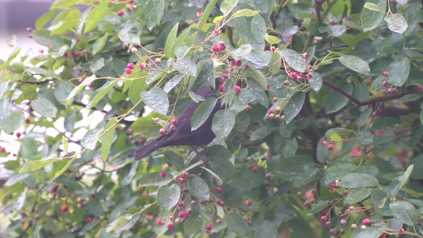 Turdus merula. Common Blackbird Sitting on Branch and Eating Small Red Berries in The Green Garden. American black bird with a strong pointed yellow bill. 