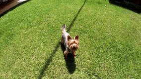 Yorkshire terrier playing on the green grass in a private garden of a house in Italy on a sunny day.