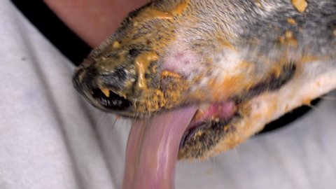 This macro video shows the snout of a naughty italian greyhound dog as it licks it's nose covered in peanut butter, very closeup.