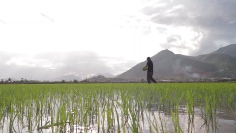 A farmer sows rice with a view of the mountains and sky.