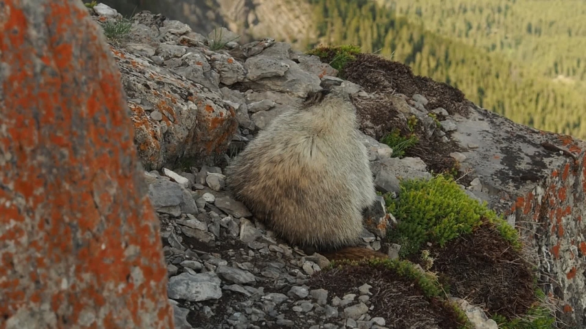 Marmot at East End Of Mount Rundle near Canmore in the Canadian Rockies