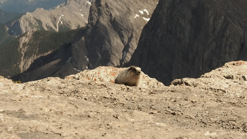 Marmot at East End Of Mount Rundle near Canmore in the Canadian Rockies