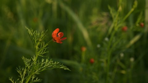 Flower head of a small field poppy at sunset in green grass close-up with sun glare