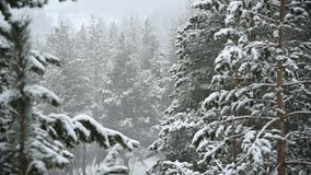 Snowfall in winter in a coniferous forest. Soft snowy Christmas morning with falling snow in slow motion. Video background