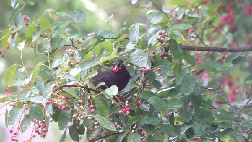 Turdus merula. Common Blackbird Sitting on Branch and Eating Small Red Berries in The Green Garden. American black bird with a strong pointed yellow bill. 