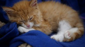Tiny orange kitten falls asleep in close up 4k video.