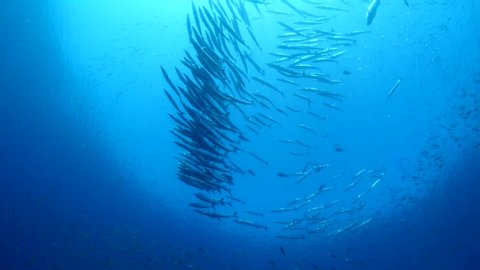 barracuda schooling underwater many small fish around tropical waters 