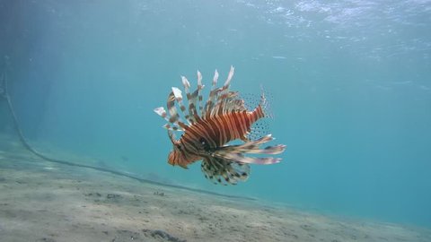 red lionfish (Pterois volitans) swims over a sandy bottom, Red sea, Marsa Alam, Abu Dabab, Egypt
