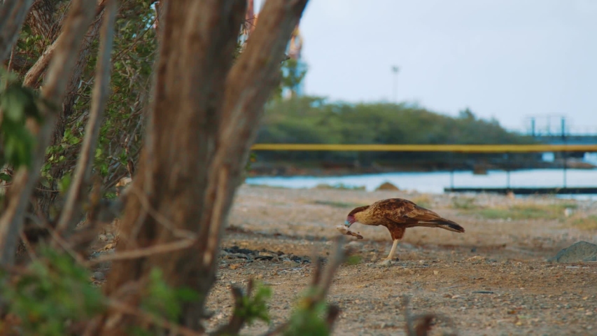 bird pecking camera