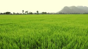 Nature Video Rice and rice leaves swing during the period of planting rice in the morning are wind-blowing and sunlight at mountain,beautiful fields and mountains ,HD video.