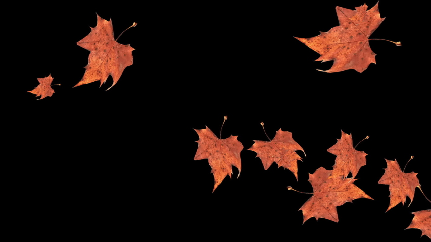 Autumn falling leaves on black background | Shutterstock HD Video #1031745110