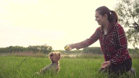 girl playing with a dog on the nature at sunset. dog yorkshire terrier playing catches with a ball in nature slow motion lifestyle video. pet home concept