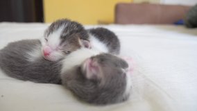 funny video two pets cute newborn kittens sleep on the bed.  lifestyle pets concept. 