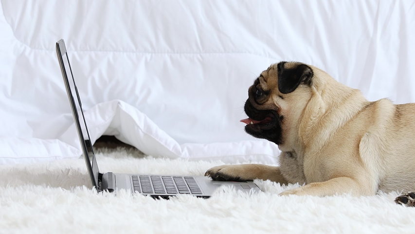 Pug Computer: Videos de stock; videoclips en 4K y HD | Shutterstock