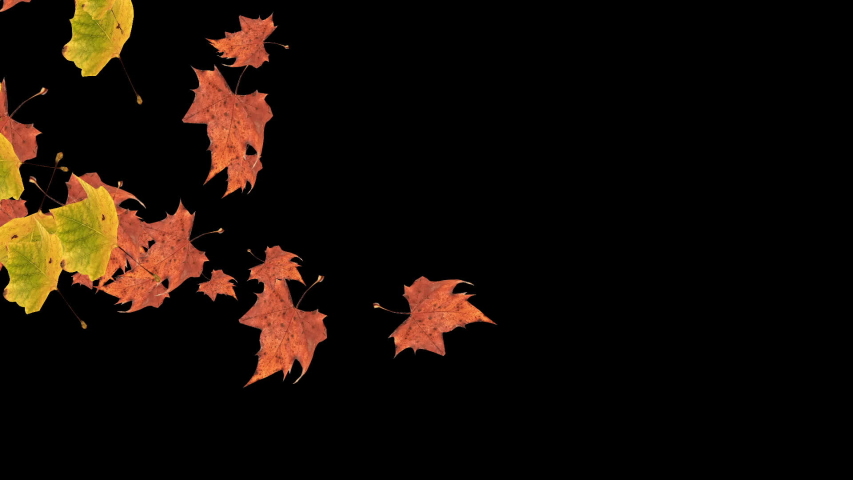 Autumn leaves falling on black background with copy space. Can be used for text elements on your video projects. | Shutterstock HD Video #1031748089