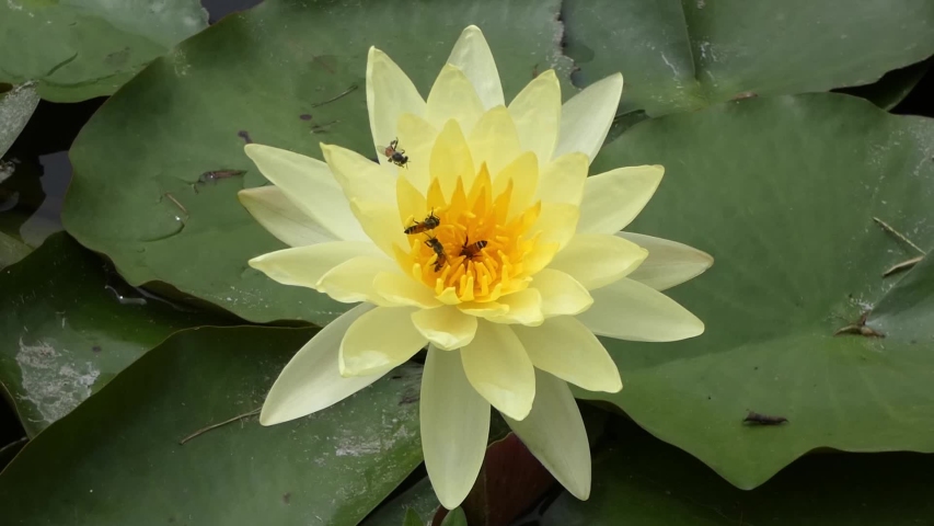Bees suck the nectar from the yellow lotus.
