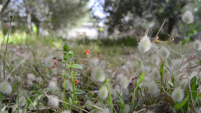 static shot of gras with flowers, and toddlers feet passing and stopping in front of the camera