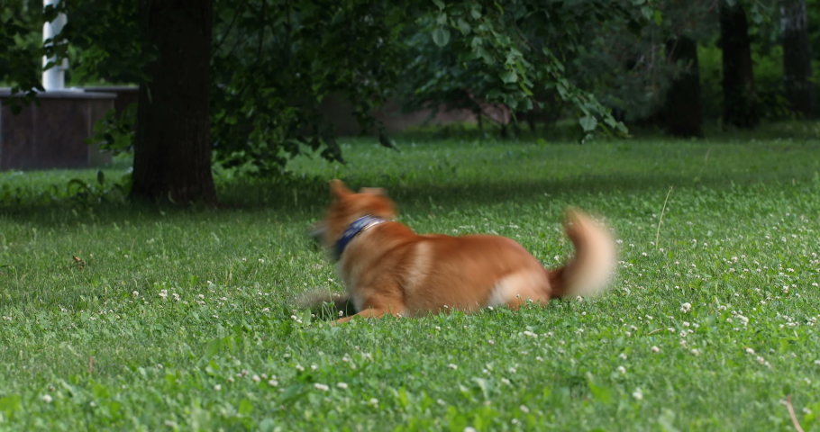 Curious Shiba Inu dog run at grass and playing with his tail. Happy cute funny puppy play he game and have good time | Shutterstock HD Video #1031765612