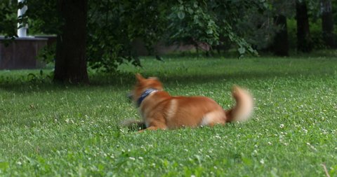 Curious Shiba Inu dog run at grass and playing with his tail. Happy cute funny puppy play he game and have good time