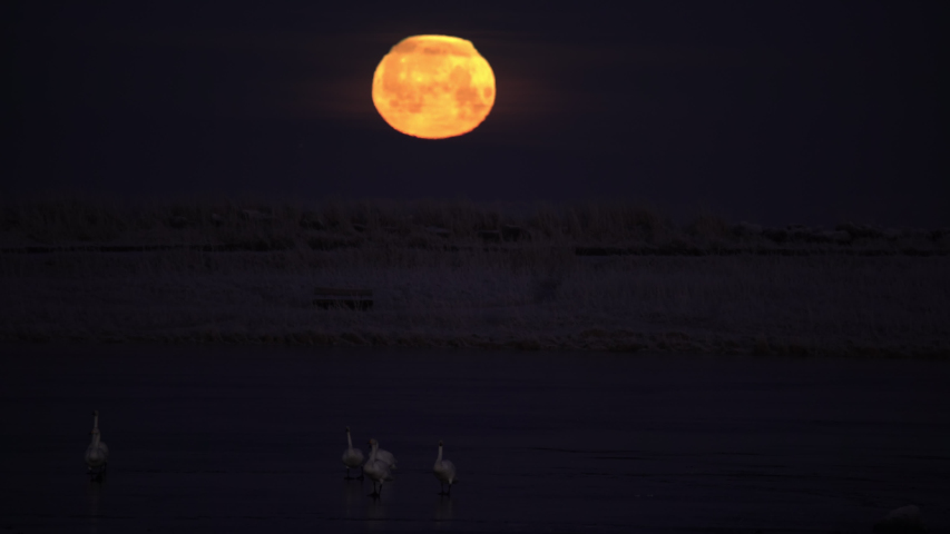 Swans walking on frozen lake under setting moon Iceland winter.mov
