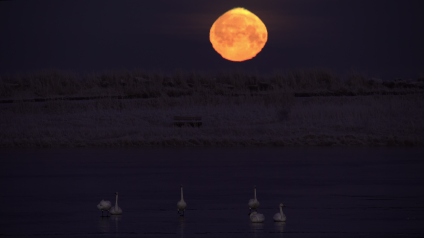 Swans on frozen lake flying under golden setting moon Grotta Iceland.mov
