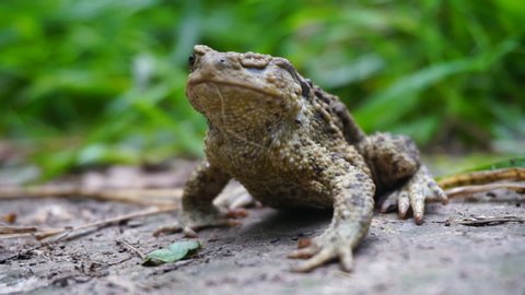 The toad swallows the insect, alternately winking the eyes