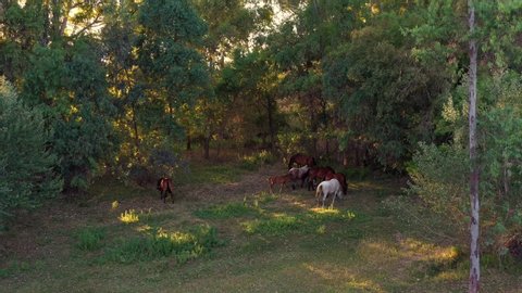 4K, Top view aerial of horses in the beautiful fields of Spain at sunset time. Herd of thoroughbred horses eating grass in a spring day.